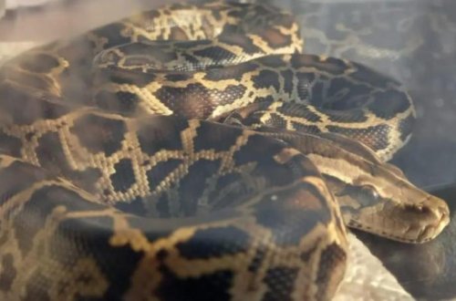 Qadın gecə yarısı üstündə 2,5 metr uzunluğunda ilanla oyanıb