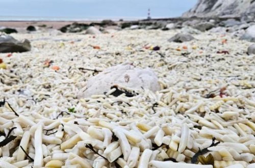 Çimərlik minlərlə kartof və soğanla doldu