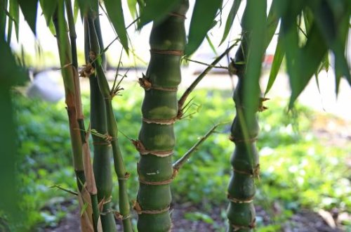 Alimlər araşdırdılar: Bambuk super qida ola bilər 