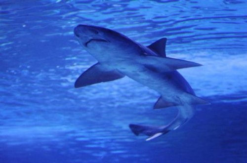 Avstraliyada 48 saat ərzində dördüncü köpəkbalığı hücumu baş verib