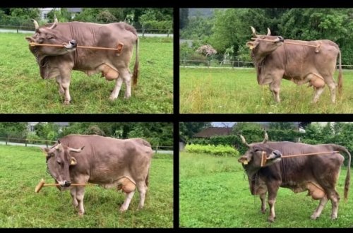 İnək belini qaşımaq üçün alətdən istifadə etdi