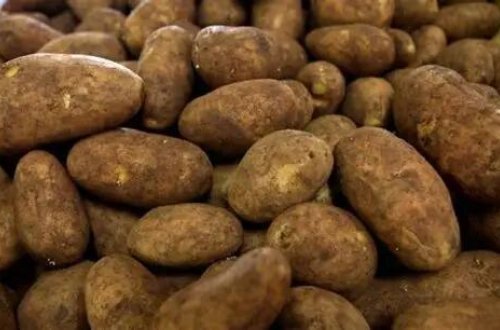 Bazarlarda təhlükəli kartof satılır? - Ekspertlər xəbərdarlıq edir