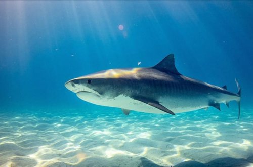 Köpək balığının hücumu nəticəsində 12 yaşlı uşaq öldü