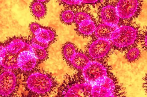 Nipah virusu yayılırmı? Asiya həyəcan vəziyyətindədir