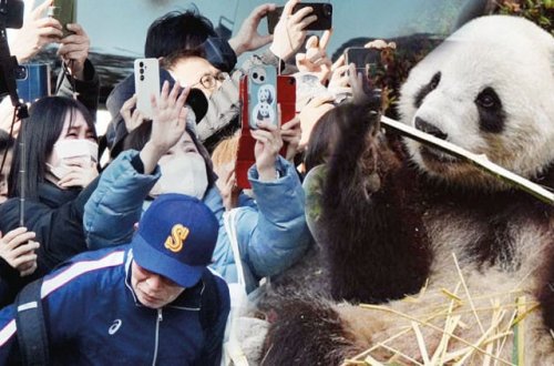 Yaponiyada panda qalmadı