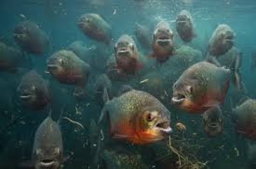 Braziliyada yırtıcı balıqlar insanlara hücum etdilər: Azı 10 nəfər xəsarət aldı