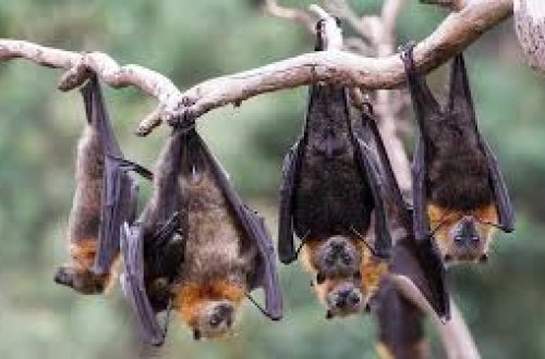 Ekspertlər Nipah virusuna yoluxmanın simptomlarını sadalayıblar