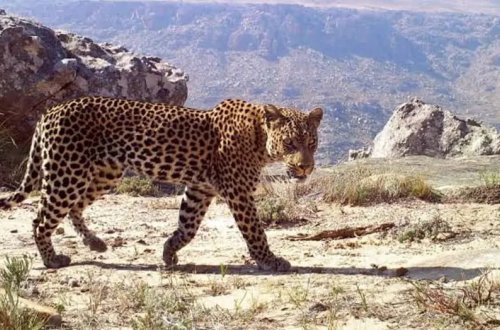 Elektrik dirəyinə dırmaşan bəbiri elektrik cərəyanı vuraraq öldürülüb