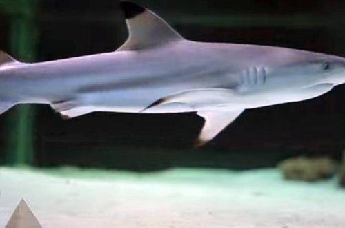 Braziliyada köpək balığının hücumu nəticəsində uşaq ölüb