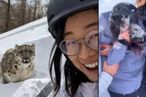 Bəbirlə selfi çəkdirmək istəyən qız az qala öləcəkdi