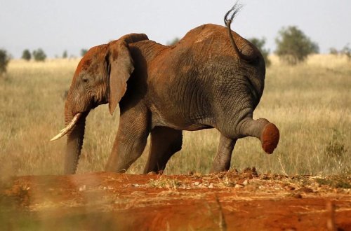 Taylandda fil turisti öldürdü