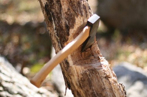 “Ağ Şəhər”də ağacları qıran 2 nəfər saxlanıldı