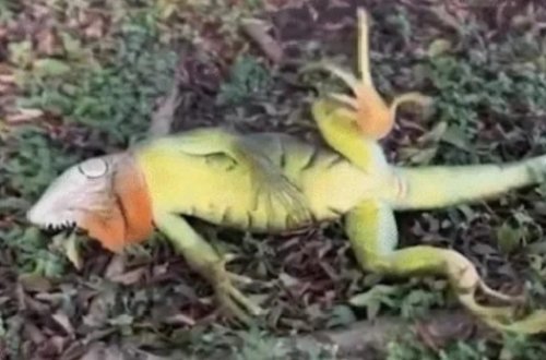 Ağaclardan yıxılan iquanalar yığışdırılır