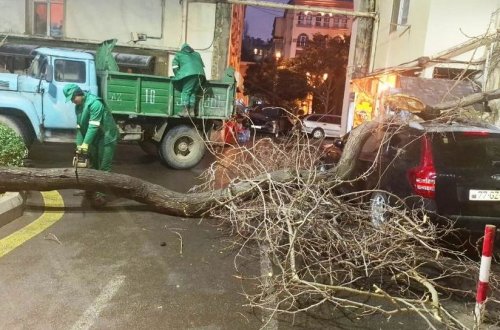 Son iki gündə güclü külək Bakıda 78 ağacı sındırıb - FOTOLAR
