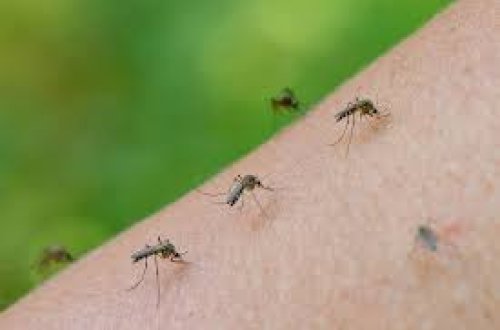 Ağcaqanad dişləməsi ilə başlayan təhlükə: Çikunqunya virusu həyat keyfiyyətini ciddi şəkildə məhv edir