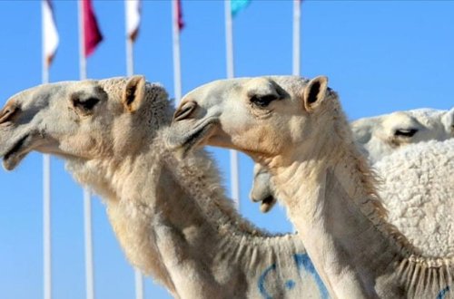 Səudiyyə Ərəbistanında dəvələrə pasport veriləcək