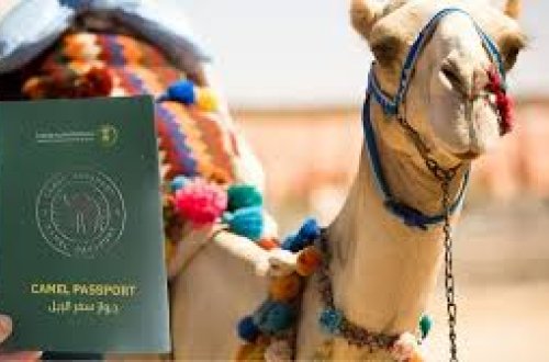 Səudiyyə Ərəbistanında maraqlı qanun: Dəvələrə pasport veriləcək