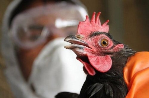 Qida Təhlükəsizliyi Agentliyindən quş qripi ilə bağlı VACİB XƏBƏR