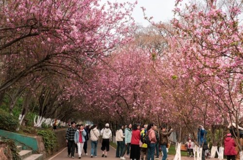 Turist çoxluğu məşhur festivalın ləğvinə gətirib çıxarıb