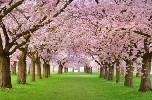 Turistlərə görə sakura festivalı ləğv edildi