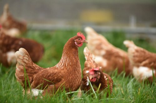 Ev quşları arasında naməlum xəstəlik yayılıb - AÇIQLAMA