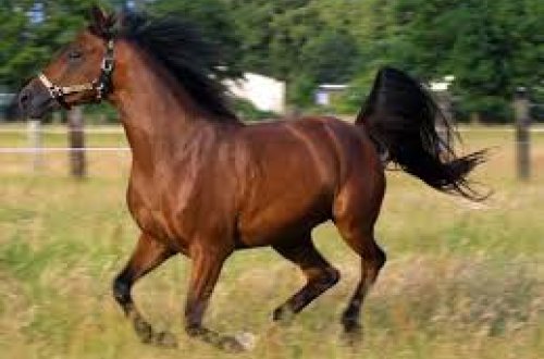 Avropada atlarda yeni virus aşkarlanıb: İnsanlara keçə bilər?