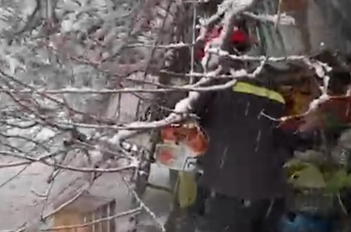 60 yaşlı qadının üzərinə ağac aşdı - Video