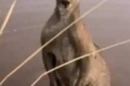 İtini xilas etmək istədi, kenquru tərəfindən vəhşicəsinə döyüldü