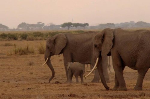Fillərin burnundakı bığlar toxunma duyğularında əsas rol oynayır