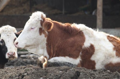 Cənubi Afrikada dabaq xəstəliyinə görə fəlakət vəziyyəti elan edilib