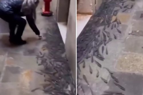 İtaliyada balıqlar küçələri basdı