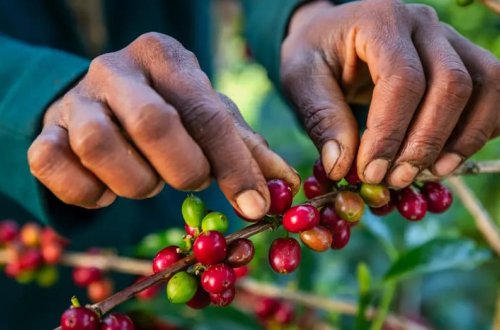 Qəhvə istehsalı risk altındadır