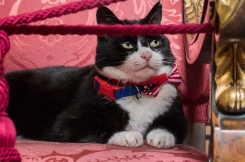 Məşhur diplomat pişiyi dünyasını dəyişib