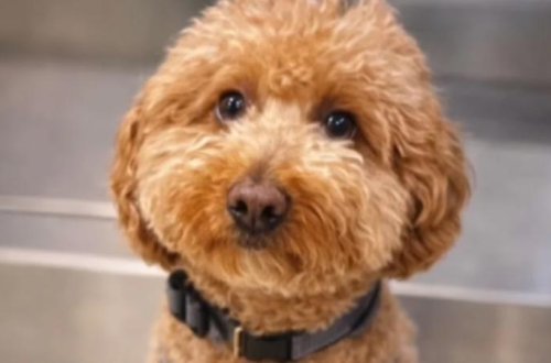 Qadın təyyarəyə minmək üçün iti tərk etdikdən sonra həbs edilib