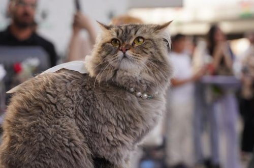 Pişiklərdə xərçəng araşdırması insanların müalicəsi üçün bir ümid işığı ola bilər