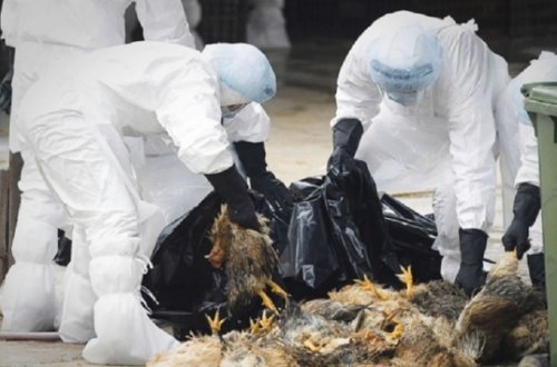 Yaponiyada quş qripinə görə 560 min toyuq məhv ediləcək