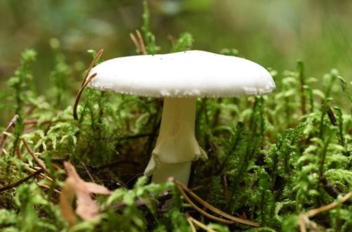 Dünyanın ən zəhərli göbələyi daha da ölümcül olur