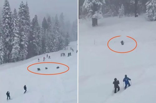 Üç ayı xizəkçilərin olduğu meydana girib və panikaya səbəb olub