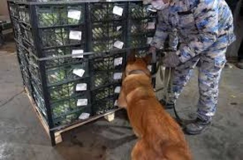 İrandan Rusiyaya kahı aparan yük maşınında 79 kq marixuana aşkarlanıb