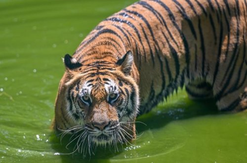 72 pələng xəstəlikdən öldü, turizm parkı təhqiqat altındadır