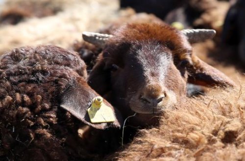 İngiltərədə qoyuna işgəncə verdilər və atəşfəşanlıqla onu partlatdılar