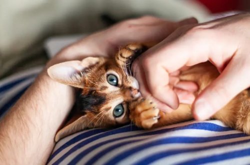 Ev pişikləri sahiblərinə bağlanmır