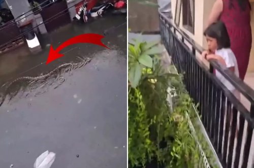 Küçələrdə beş metr uzunluğunda pitonlar görünməyə başlayıb