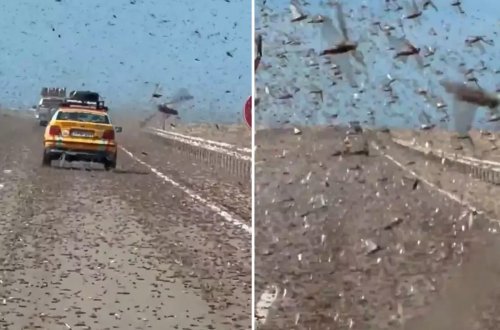 Nəhəng çəyirtkə sürüsü magistral yolu işğal etdi