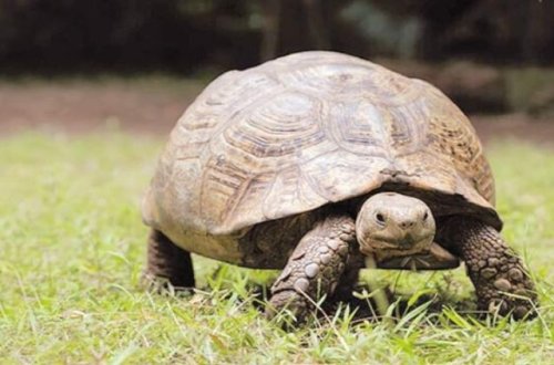 Yaşıl tısbağalar zavod layihəsini blokladı