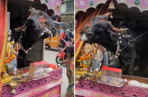 Genetik pozuntu gəlir mənbəyinə çevrildi