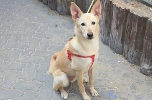 Dubayda küçələr tərk edilmiş ev heyvanları ilə dolub-daşır