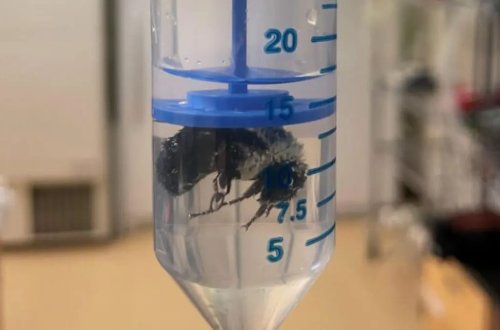 Su altında bir həftə yaşaya bilən arı kəşf edilib