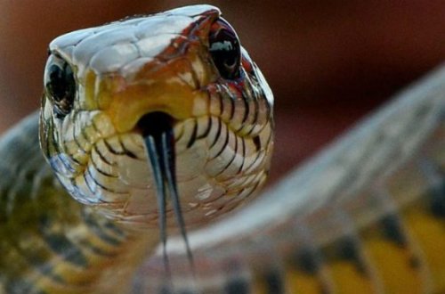 Hindistanda qəribə hadisə – İlan turisti dişlədi, özü öldü