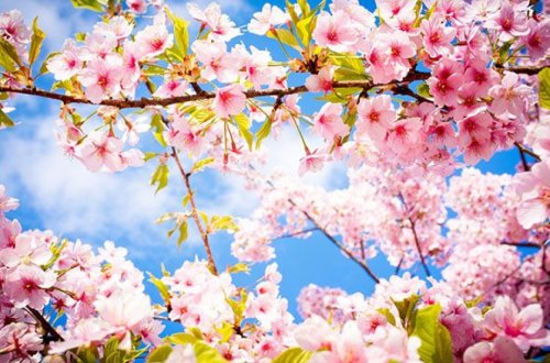 Temperatur 20 dərəcəyədək artacaq - Hava proqnozu